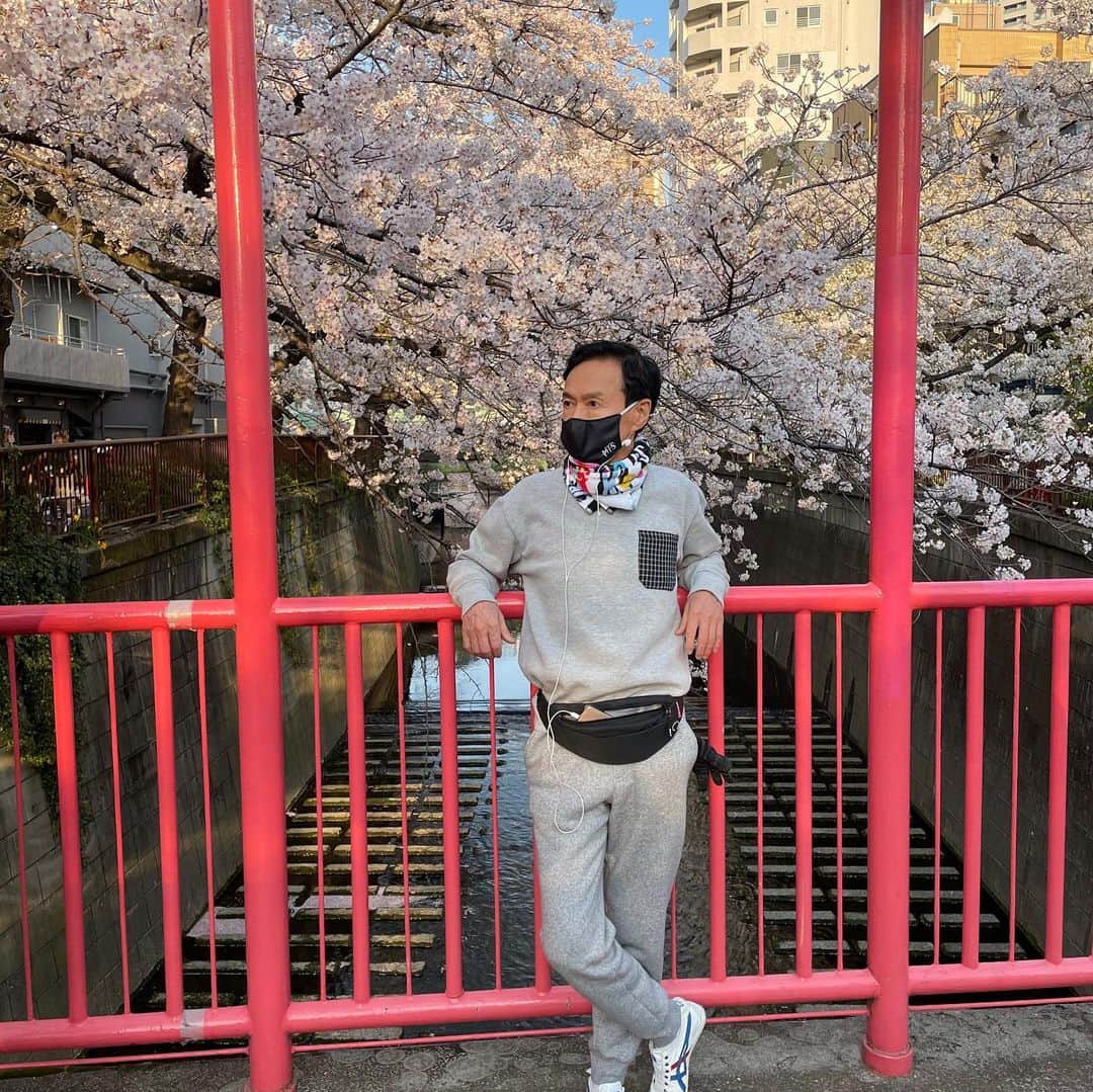 森進一のインスタグラム：「昨日の満開の桜〜今朝の桜流し」