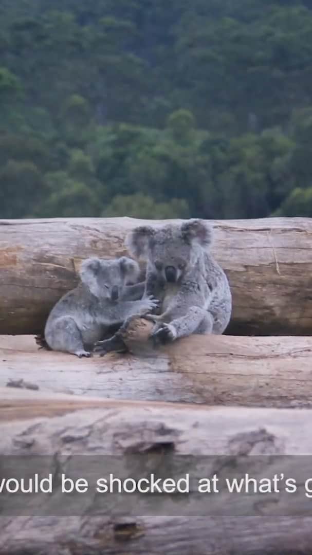Victoria Leeのインスタグラム：「Please watch 👆🏼  “Under these new clearing laws you’ll see koalas disappear.”  The NSW Government has recently agreed on a policy to remove vital koala habitat protection.  In April the NSW Government will decide to either pass stronger laws to protect koala habitat, or allow more to be bulldozed and logged. 📢This is a critical moment to have our voices heard. We only have until April. Add your name to the petition, link in bio @wwf_australia」