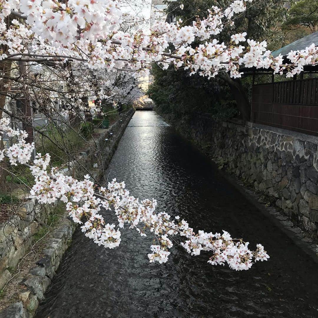 唐橋ユミさんのインスタグラム写真 - (唐橋ユミInstagram)「京都の啓明商事さんで着物撮影👘 奥の深い町家にある中庭は 自然の光とやわらかい風が通る 気持ちよい空間でした。 ポスターが完成したら 小紋屋高田さんのお着物など詳しく 説明を✨  この桜は 市田ひろみさん美容室のすぐ裏にある 高瀬川の桜🌸」3月25日 11時44分 - yumikarahashi