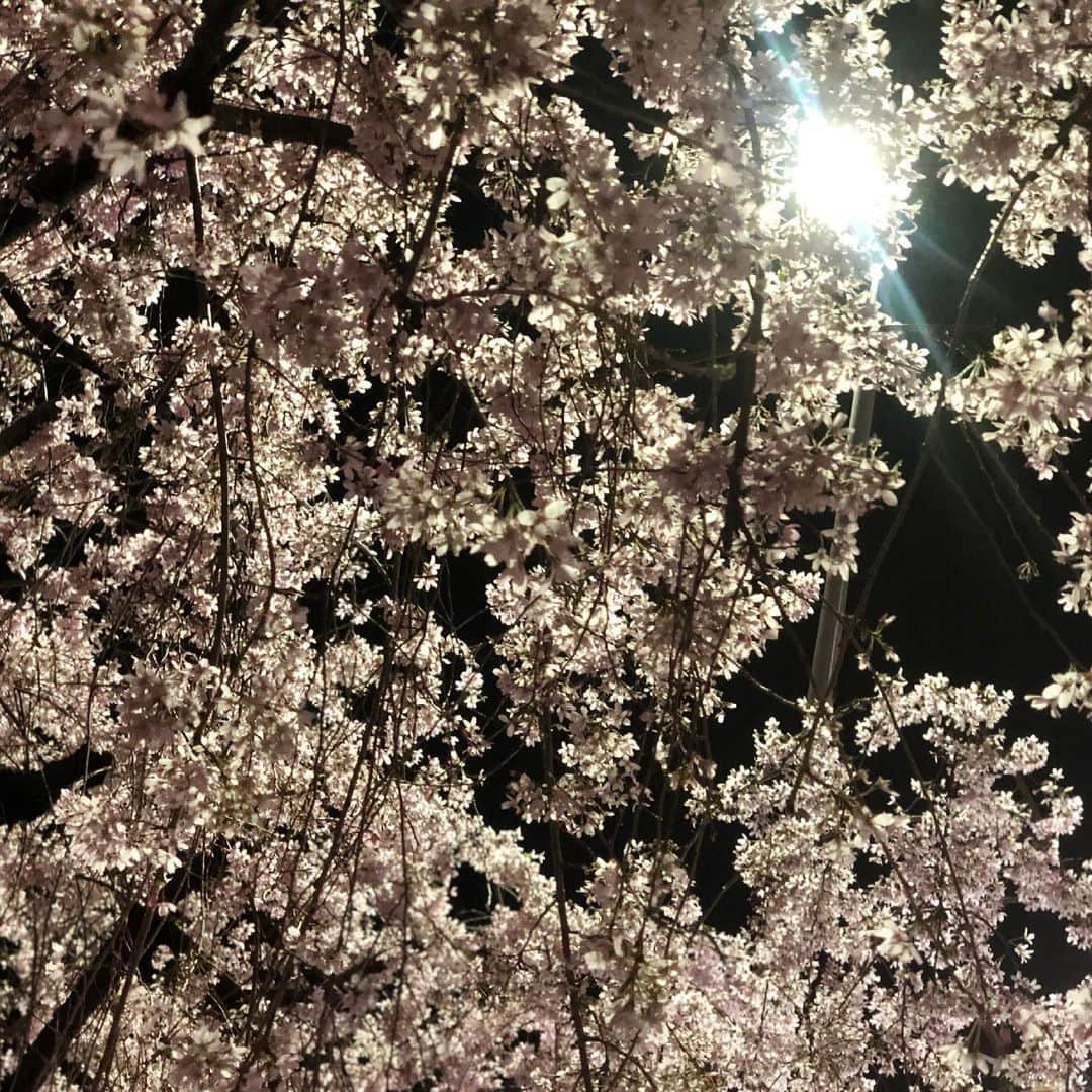 加藤慶祐さんのインスタグラム写真 - (加藤慶祐Instagram)「春 好きな季節になってきたな #春#桜#好きな季節#綺麗#過ごしやすい#楽しい#花見#夜桜#散歩」3月25日 4時14分 - katokeisuke_official