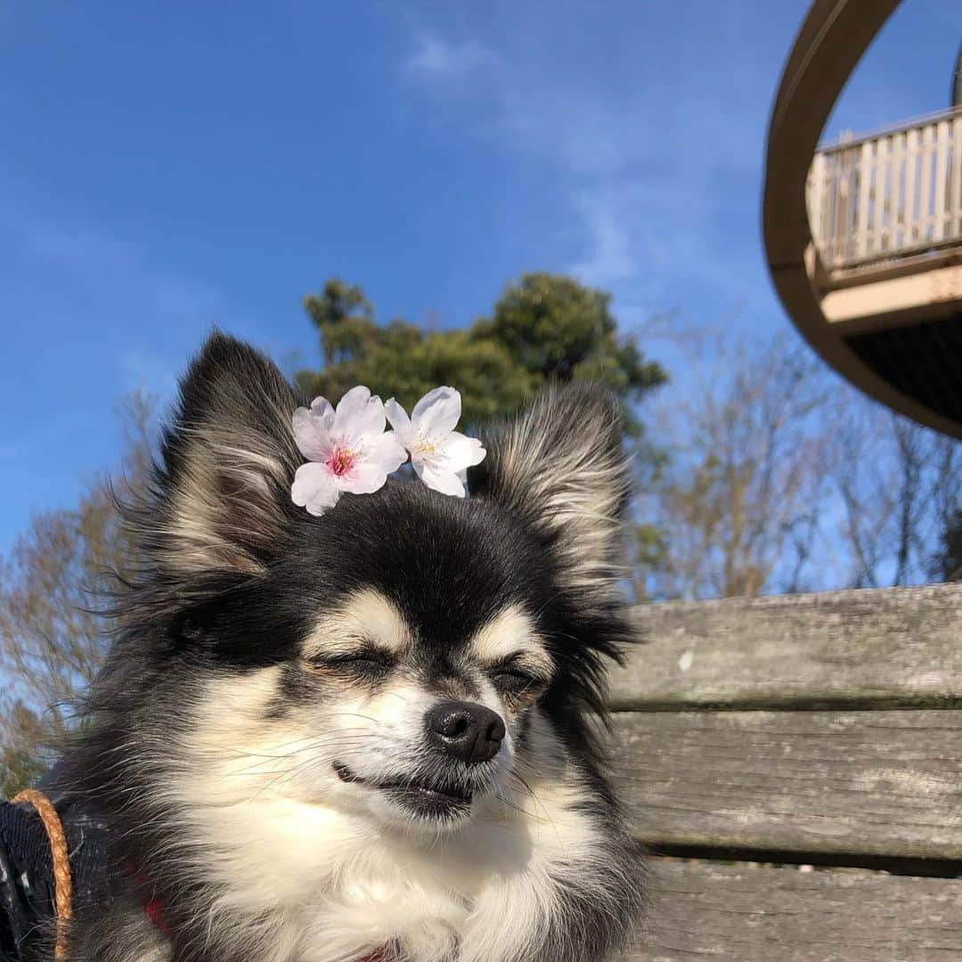 小野真弓さんのインスタグラム写真 - (小野真弓Instagram)「おはようございます🌸🌸🌸 関東、あちこち桜が満開✨ あったかくて〜 とろけちゃうハナちゃんです☺️🐾 #チワワ#ハナちゃん #いぬすたぐらむ #いぬばか#chihuahua #doglover #cherryblossom #桜#わん散歩#ちわわせ#オヤツ弁当早く食べたいな#花より団子のハナちゃん お散歩してたら落ちてきた桜🍃 ハナちゃんの頭に載せたら女子力アップ〜(*´∇｀*)🌸」3月25日 6時18分 - hanaharuaroi