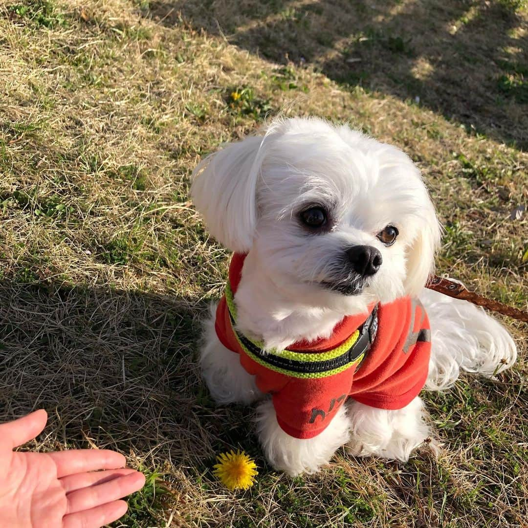 小野真弓さんのインスタグラム写真 - (小野真弓Instagram)「ハナハル散歩🐾 たんぽぽもいっぱい🌼🌼🌼 (*´∀｀*)✨ #チワマル#ハルくん #いぬすたぐらむ #いぬばか部 #chihuahua #maltese #mixdog #doglover #dogstagram #わん散歩#ちわわせ#たんぽぽ#桜#花より散歩 花より散歩のハルくんです☺️ ぼくは早く先に進みたい。。😑🐾」3月25日 6時24分 - hanaharuaroi