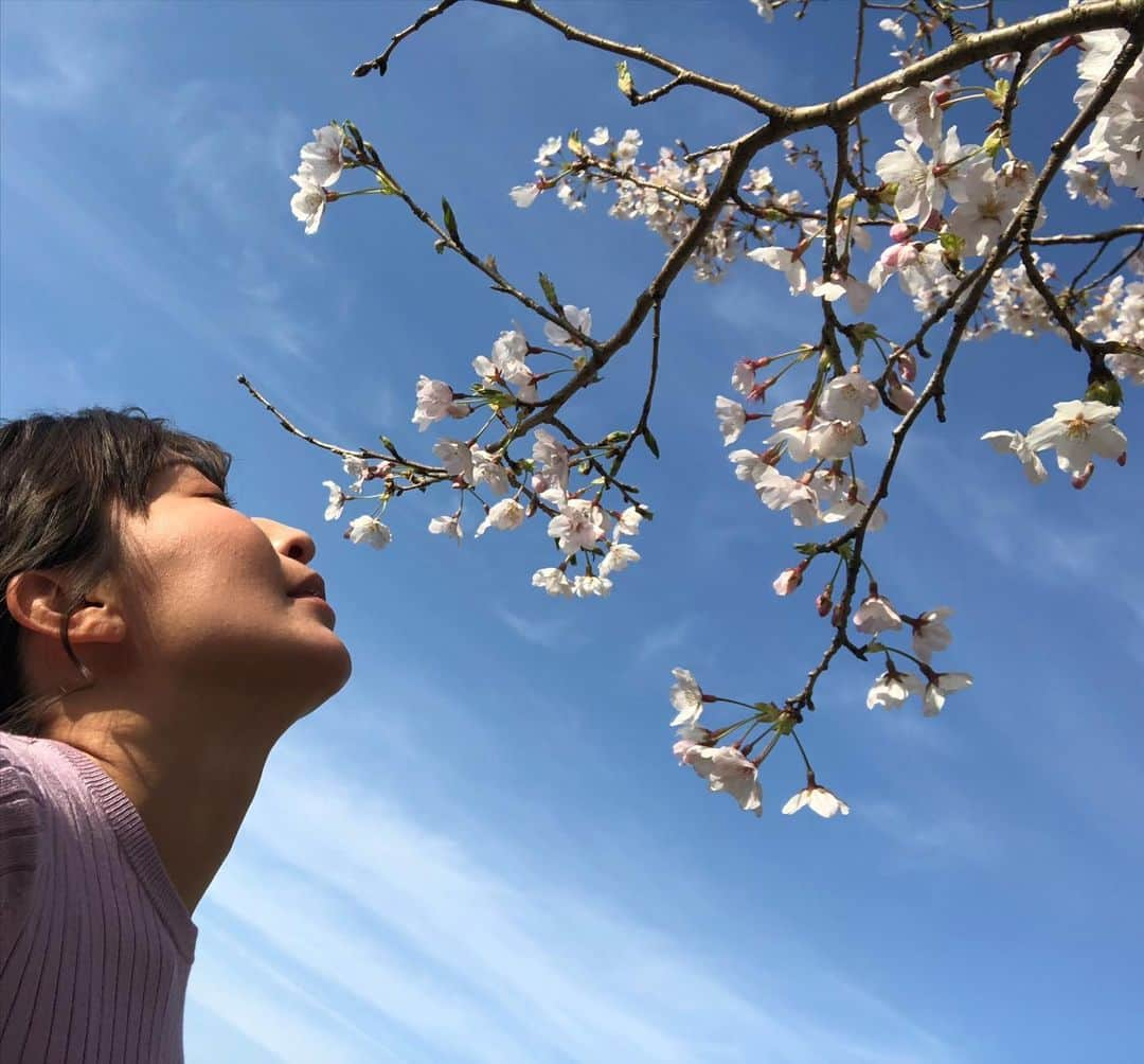 小野真弓さんのインスタグラム写真 - (小野真弓Instagram)「今日も良い一日を〜(*´∇｀*)🌸🌿 どこに行っても桜や若葉が綺麗で幸せ景色✨ 上を見上げて深呼吸*\(^o^)/*⛰ #桜#満開#ちばすたぐらむ#空#山#cherryblossom #春#花#植物大好き#アカデミアパーク#穴場公園#展望台#ひとっこひとりいない#貸切#千葉県#田舎好き」3月25日 6時43分 - hanaharuaroi