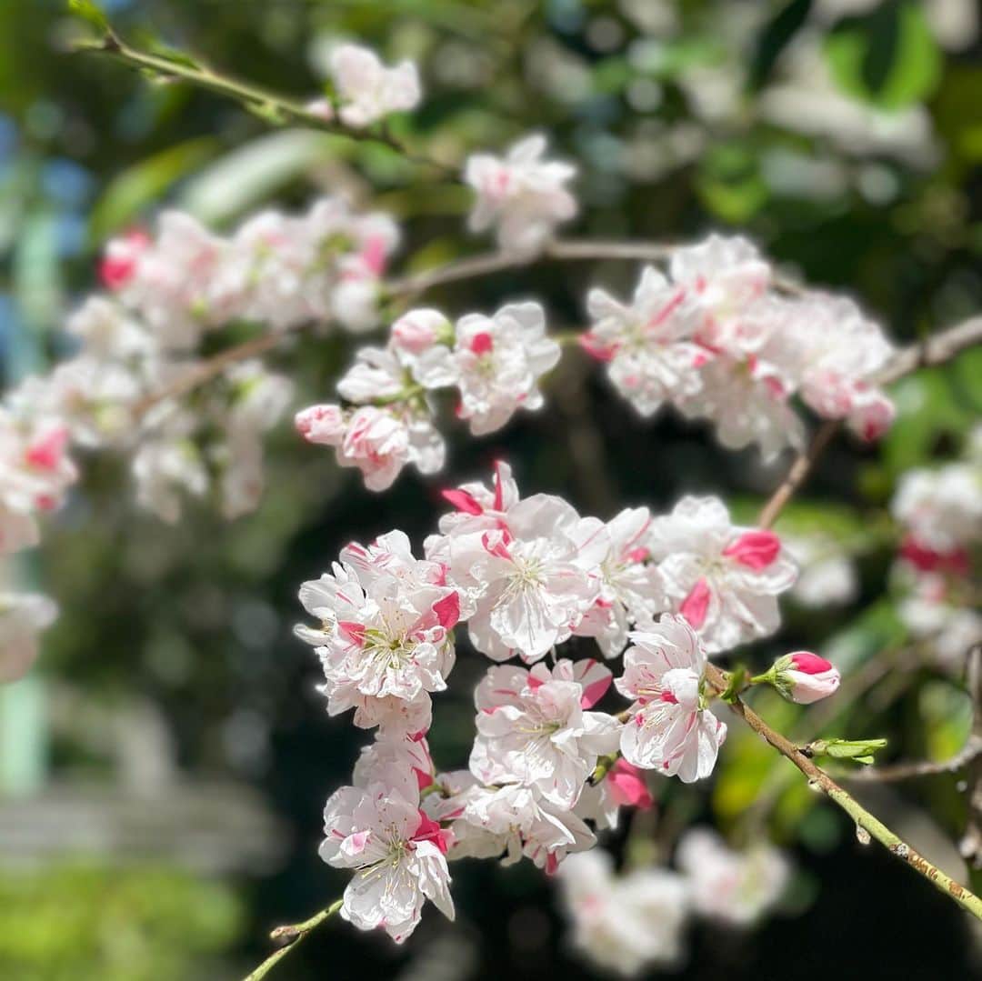 吉田美紀さんのインスタグラム写真 - (吉田美紀Instagram)「・ ・ 東京の桜🌸満開かな？ ・ 一枚目は昨年見つけて綺麗！と調べてみた桃の花。 今年も同じところで同じように綺麗に咲いています！ ・ 紅白の花びらがとっても綺麗･:*+. ・ 源平ハナモモというんですって♡*･  ・ 2.3枚目は桜。 桜を眺めながら仕事に向かおう。 ・ 16時よりインスタライブ、やらせて頂きます！ ・ #cherryblossom #spring #flowers #源平ハナモモ #源平花桃 #桜」3月25日 8時23分 - miki__yoshida
