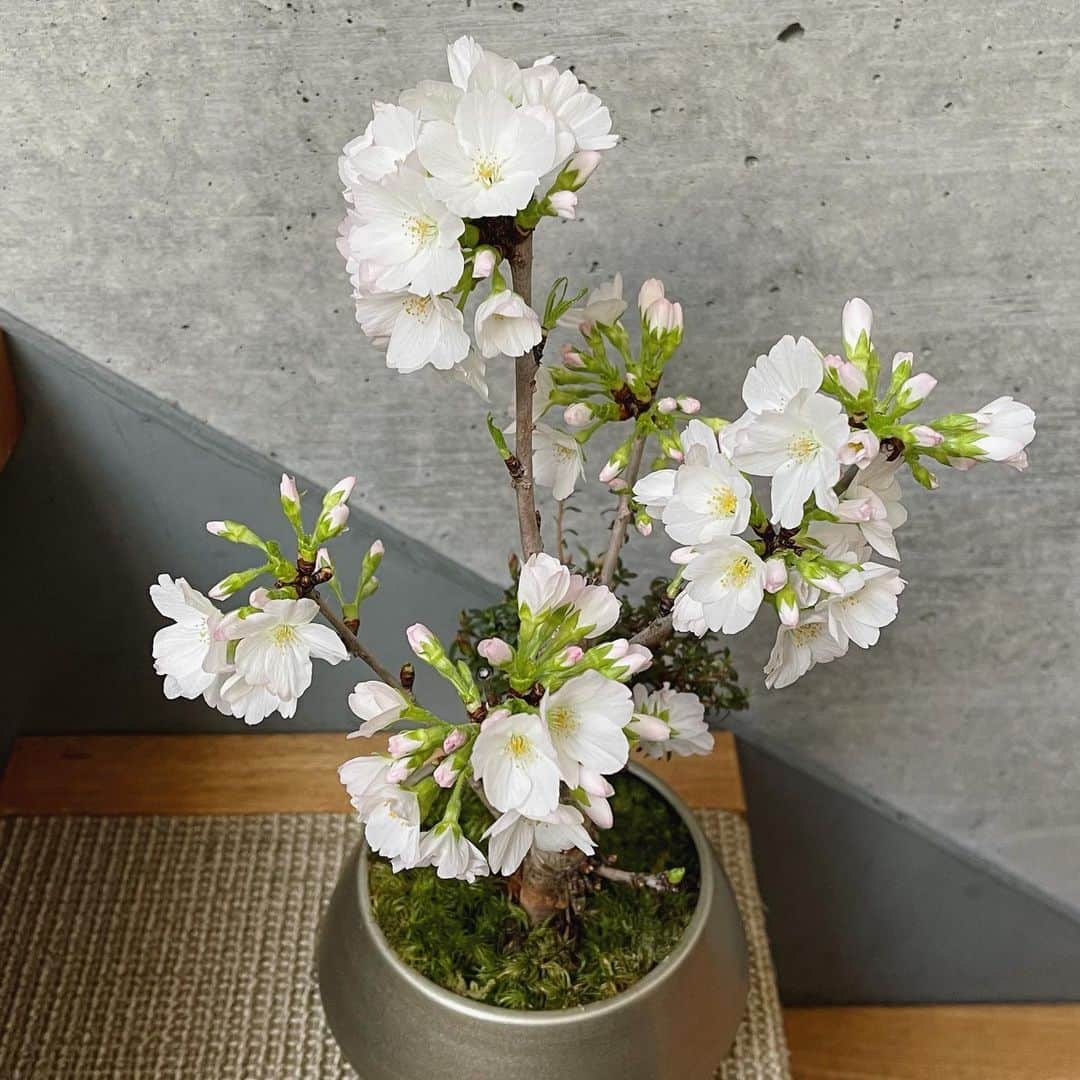 森口瑤子さんのインスタグラム写真 - (森口瑤子Instagram)「. . サクラサクラ。 . @tae_ashida_official さんから いただきました桜。 届いた時はすへて蕾だったのに こんなに美しく咲きました🌸 愛おしい。 . #桜 #苔玉 #愛を持って育てています #taeashida」3月25日 8時37分 - yokomoriguchi_official