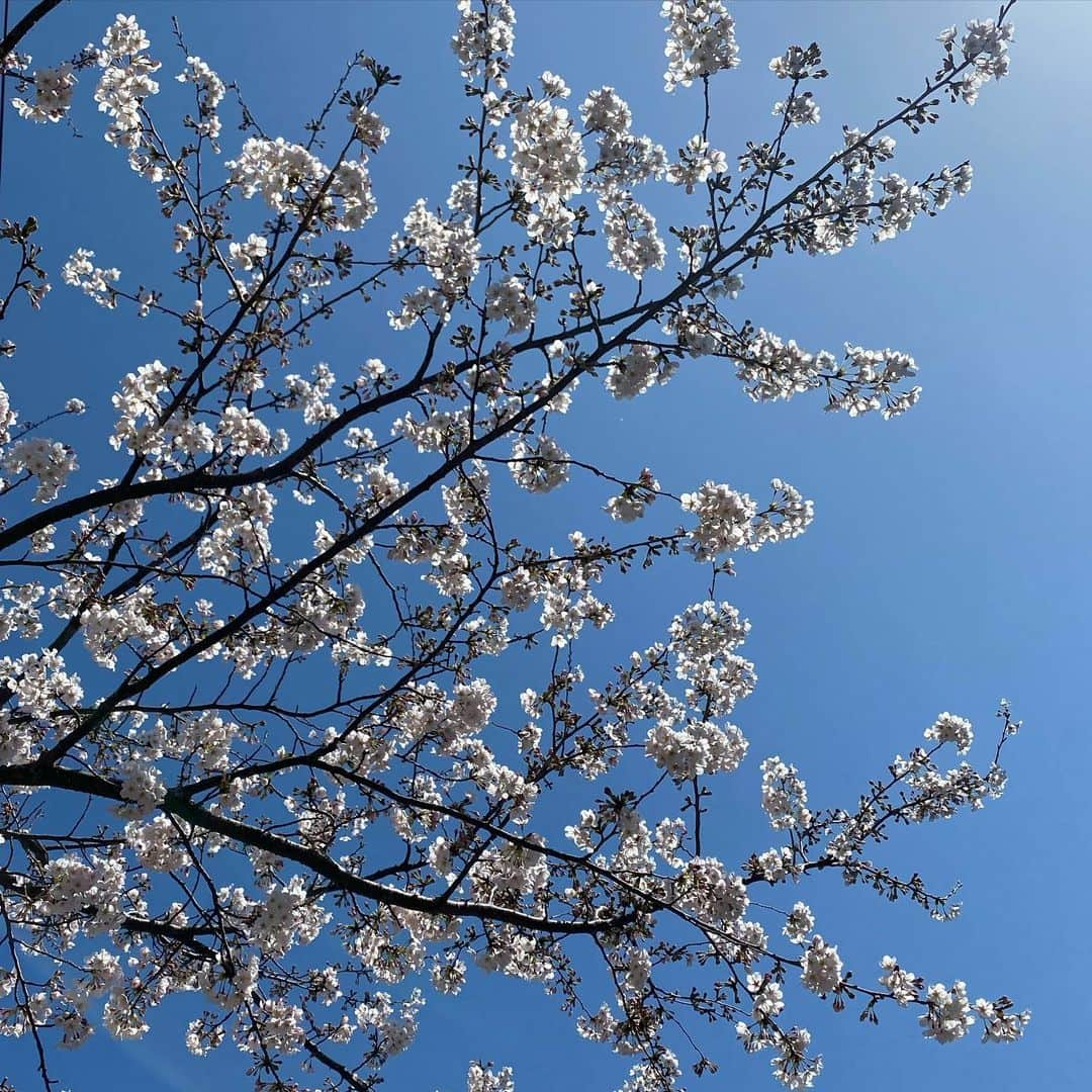 板谷由夏 さんのインスタグラム写真 - (板谷由夏 Instagram)「卒業おめでとうのメッセージを たくさんありがとうございました！ 桜も咲き、ウグイスも山で鳴いてます。 時間の速さに心が追いつきません。 そこを感じすぎると、切なさと寂しさと焦りやらで喉の奥やらが、ギュウッてなる笑 呼吸を深く、今を愉しもう！ 春休みですね！」3月25日 9時09分 - yukaitaya