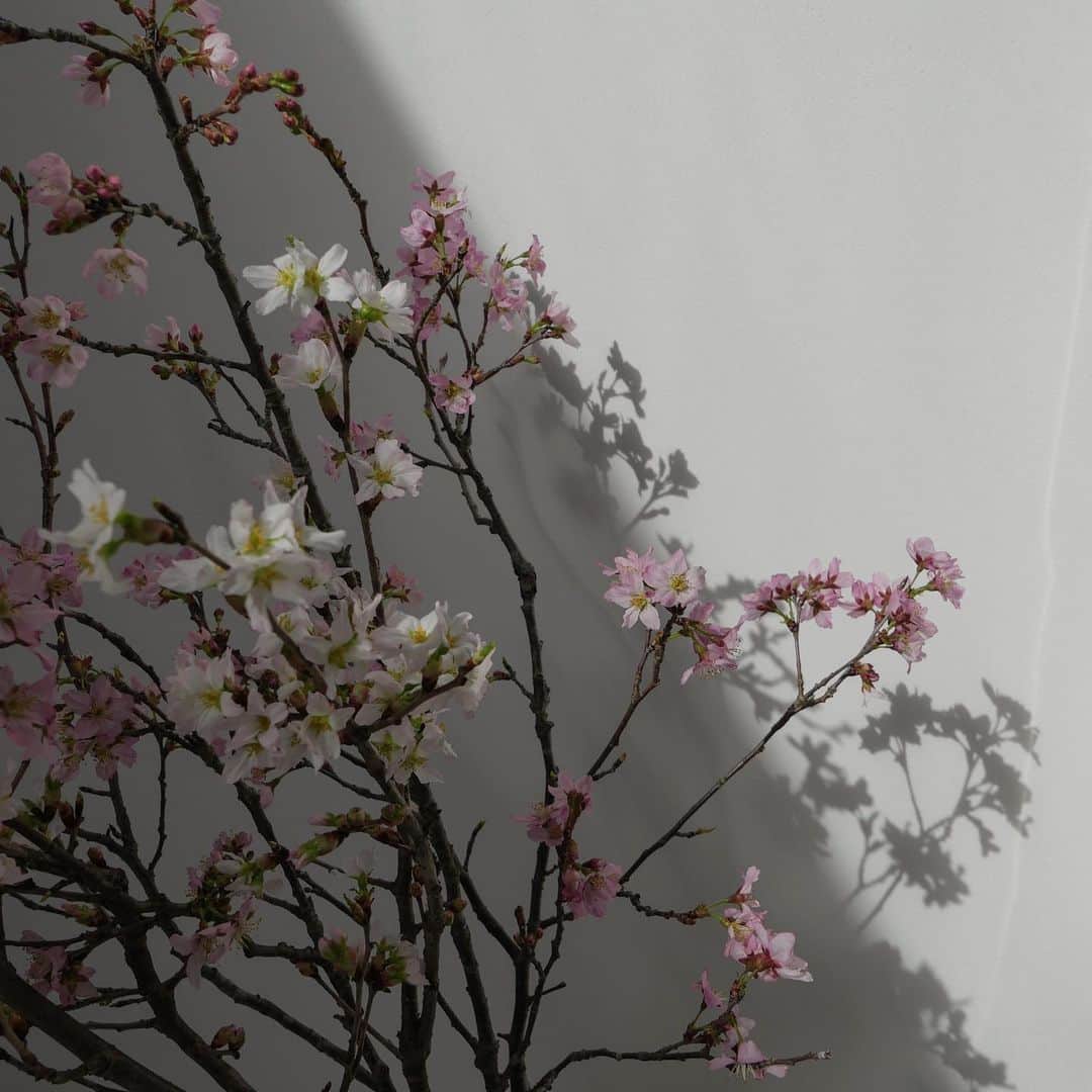 中川珠里さんのインスタグラム写真 - (中川珠里Instagram)「.  @sugar213kana が持ってきてくれた桜。 1日で一気に色づきました🌸  今日はかいりの入園式の服を探しに行っています♩ わくわくしちゃう☺️  今年から年少の代に入園式を行ってくれる事になり😌 ちょっと急に知り、どたばた笑  入園して2年。早いなぁ  2年前の今頃 入園用の服やバッグを買い揃えてみたら 入園式なくてやる気損だったのを 思い出した☺️」3月25日 9時45分 - juri1104