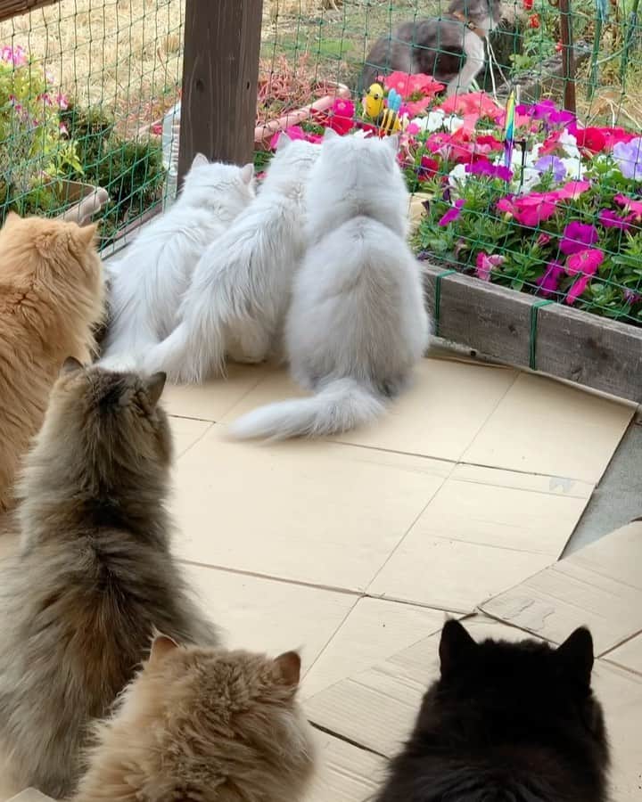 12 Chinchilla Persianのインスタグラム：「Spring has come 🌸🌻🌷🌺 nd it means more catio time for us again , the thing is ... mommy can’t leave us on our own because she said we are not so friendly with our neighbors 😆 ( well vise versa 😆 ) . Watch Til The End 😆   #cat #catio #catsofinstagram #cats_of_instagram #instacat_meows #catstagram_japan」