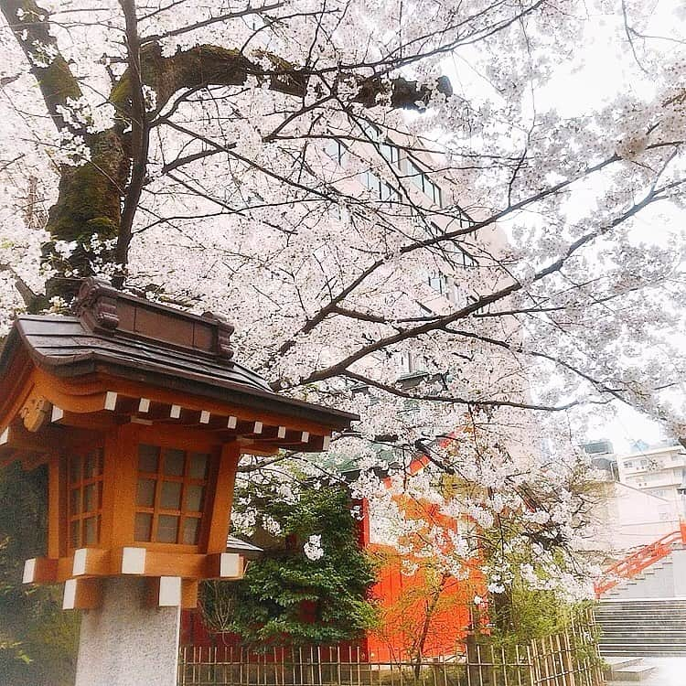 中村果生莉さんのインスタグラム写真 - (中村果生莉Instagram)「🤭 . . 突然の#花園神社 ⛩  たまたま目の前通ったらさ  花園神社に用事は全くなかったんだけど  急に不思議な感覚になってそのまま吸い込まれてった🤭  1人で神社とか絶対行かないのにな、普段😂  これが巷で噂の「呼ばれた」というやつなのだろうか🤣笑？  結局なんだったのか、未だに謎ですが、とりあえず桜めちゃくちゃ綺麗だったからいいか🌸😍  パワースポットでもあるらしいから、お裾分けってことで一応画像載せておこう！笑  皆さんに、良いことたくさん起こりますよーーに🍀*゜  . . . #花園神社 #急に #呼ばれた #結局はなんだったの #なにも拾えなかったw #おバカちゃんで #ごめんなさい #神様 #神社 #⛩ #パワースポット」3月25日 21時06分 - kaori.nakamura_0226