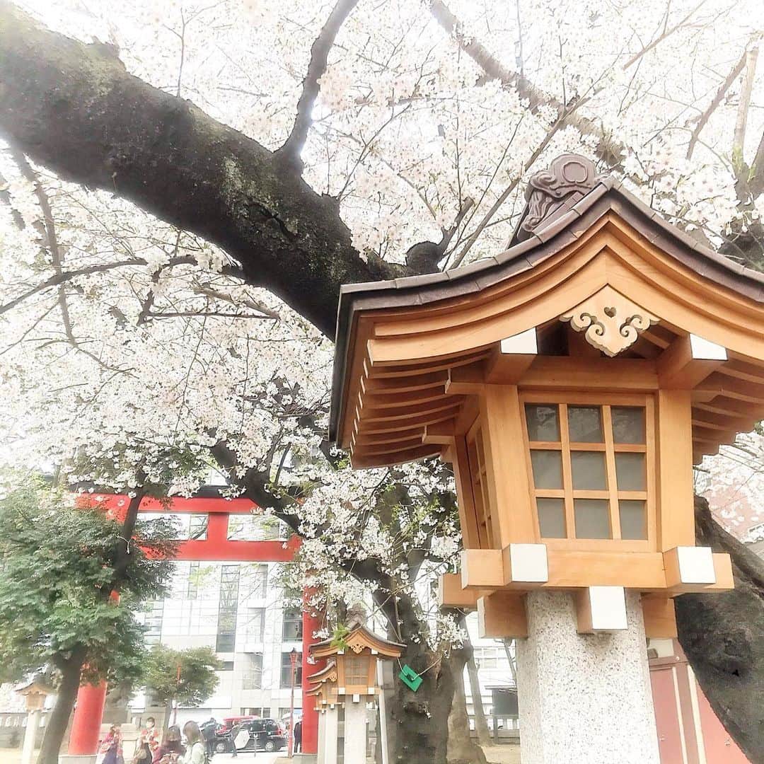 中村果生莉のインスタグラム：「🤭 . . 突然の#花園神社 ⛩  たまたま目の前通ったらさ  花園神社に用事は全くなかったんだけど  急に不思議な感覚になってそのまま吸い込まれてった🤭  1人で神社とか絶対行かないのにな、普段😂  これが巷で噂の「呼ばれた」というやつなのだろうか🤣笑？  結局なんだったのか、未だに謎ですが、とりあえず桜めちゃくちゃ綺麗だったからいいか🌸😍  パワースポットでもあるらしいから、お裾分けってことで一応画像載せておこう！笑  皆さんに、良いことたくさん起こりますよーーに🍀*゜  . . . #花園神社 #急に #呼ばれた #結局はなんだったの #なにも拾えなかったw #おバカちゃんで #ごめんなさい #神様 #神社 #⛩ #パワースポット」