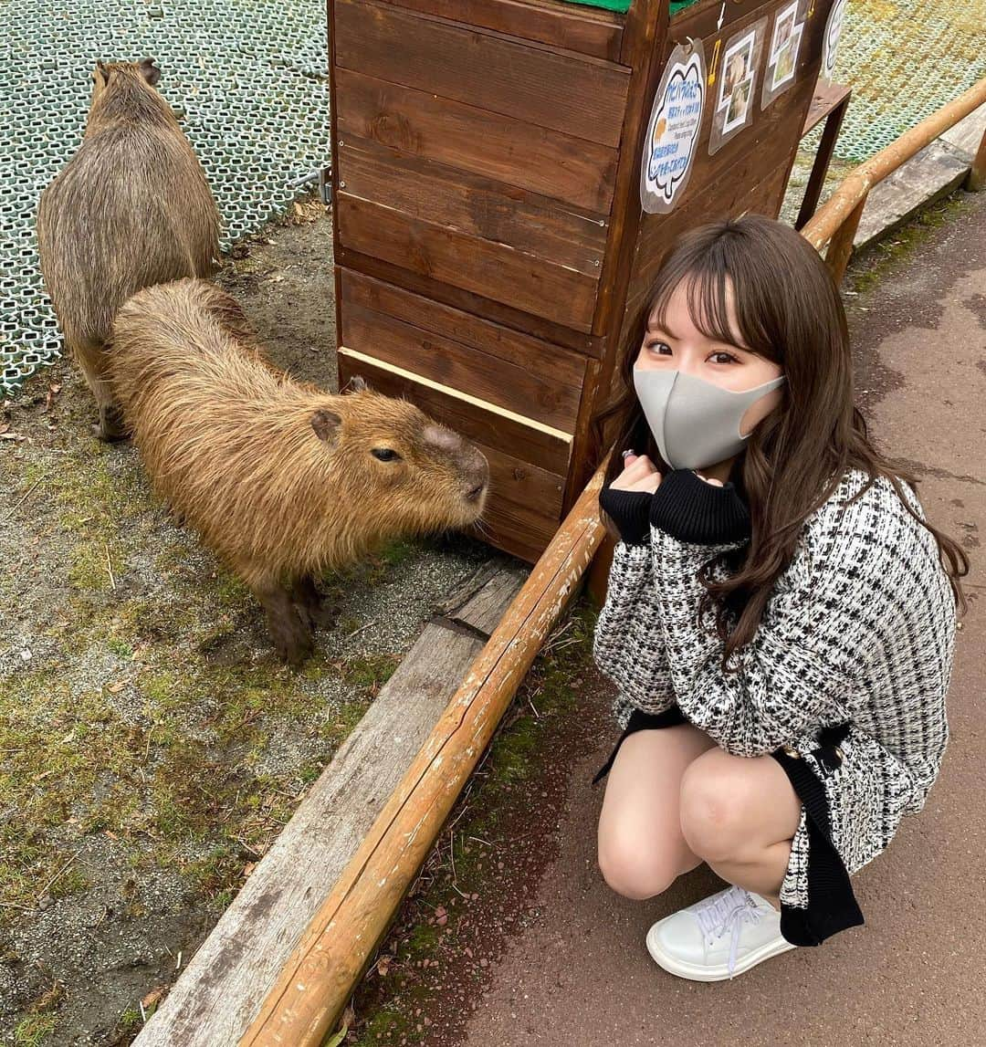 吉田恵美さんのインスタグラム写真 - (吉田恵美Instagram)「人生初のサファリパーク🦁 楽しすぎて大騒ぎしました！　  ふれあいエリアでは目の前の動物にごはんをあげられます❤️  カピバラとは以心伝心でお話ししたし、 ふざけてカンガルー🦘の真似してたらカンガルーに服食べられました😭笑  楽しすぎた！！また行きたい！！  カーディガン @byu_shopofficial  ワンピース @millennial_jp   #富士サファリパーク #サファリパーク」3月25日 21時37分 - _yoshida_megumi