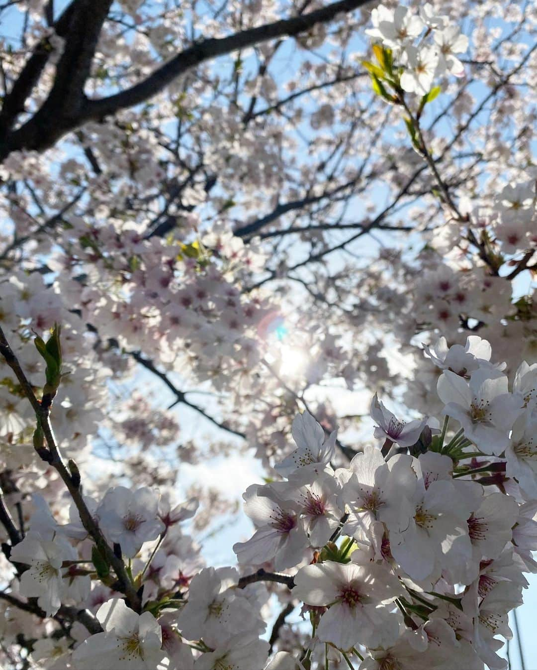 早坂香須子さんのインスタグラム写真 - (早坂香須子Instagram)「唐津は桜が満開🌸🌸🌸」3月25日 13時22分 - kazukovalentine