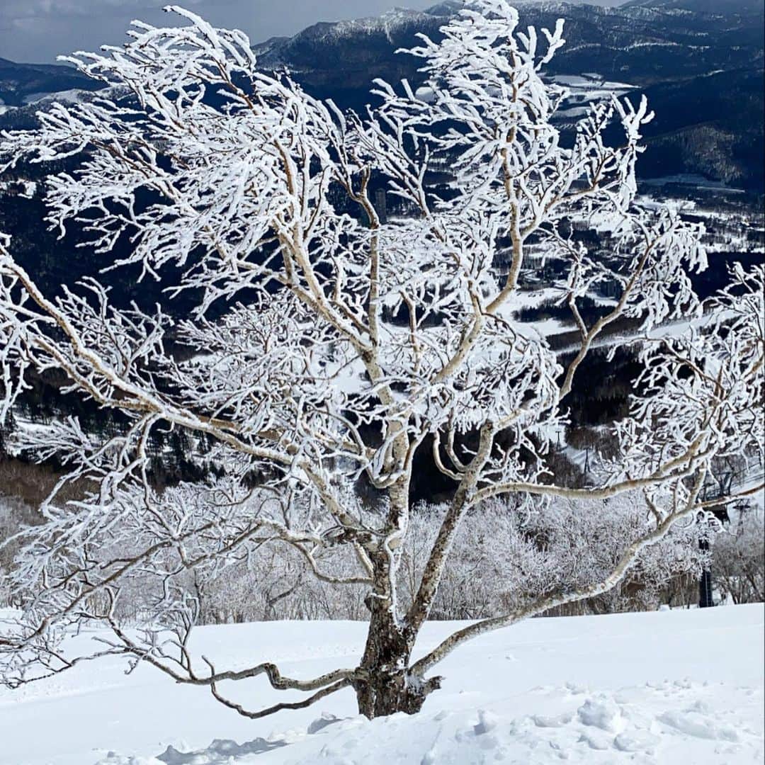 麻美さんのインスタグラム写真 - (麻美Instagram)「樹氷の美しさに圧巻😍 ． 山の景色は素晴らしい👏 ． 都会の雑踏から抜け出し 心が洗われた気がする ． 北海道素敵なところ ． トマム最高💓 山頂のクラウドBARや橋は 雪がなくなってからも楽しめそう💓 ． #risonaretomamu  #hoshinoresorts」3月25日 13時55分 - mami0s