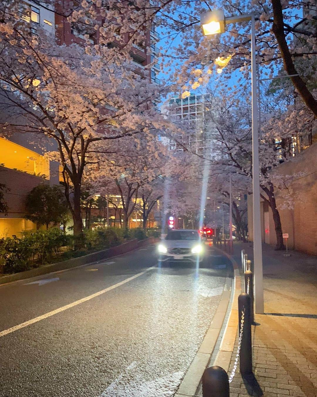 澤田友美さんのインスタグラム写真 - (澤田友美Instagram)「. 大好きな散歩道🌸」3月25日 15時14分 - tomomi__sawada