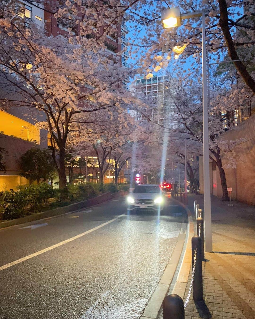 澤田友美のインスタグラム：「. 大好きな散歩道🌸」