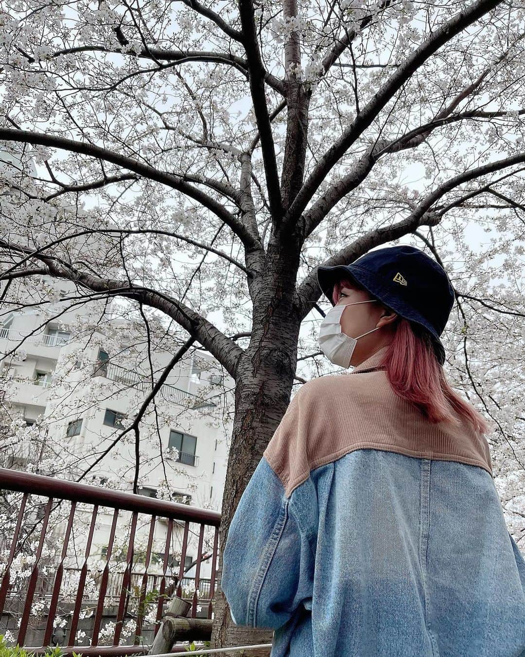 加藤玲奈のインスタグラム：「お仕事合間に桜並木を通りました🌸 雨でちょっと散っちゃってたけどきれいだった😊」