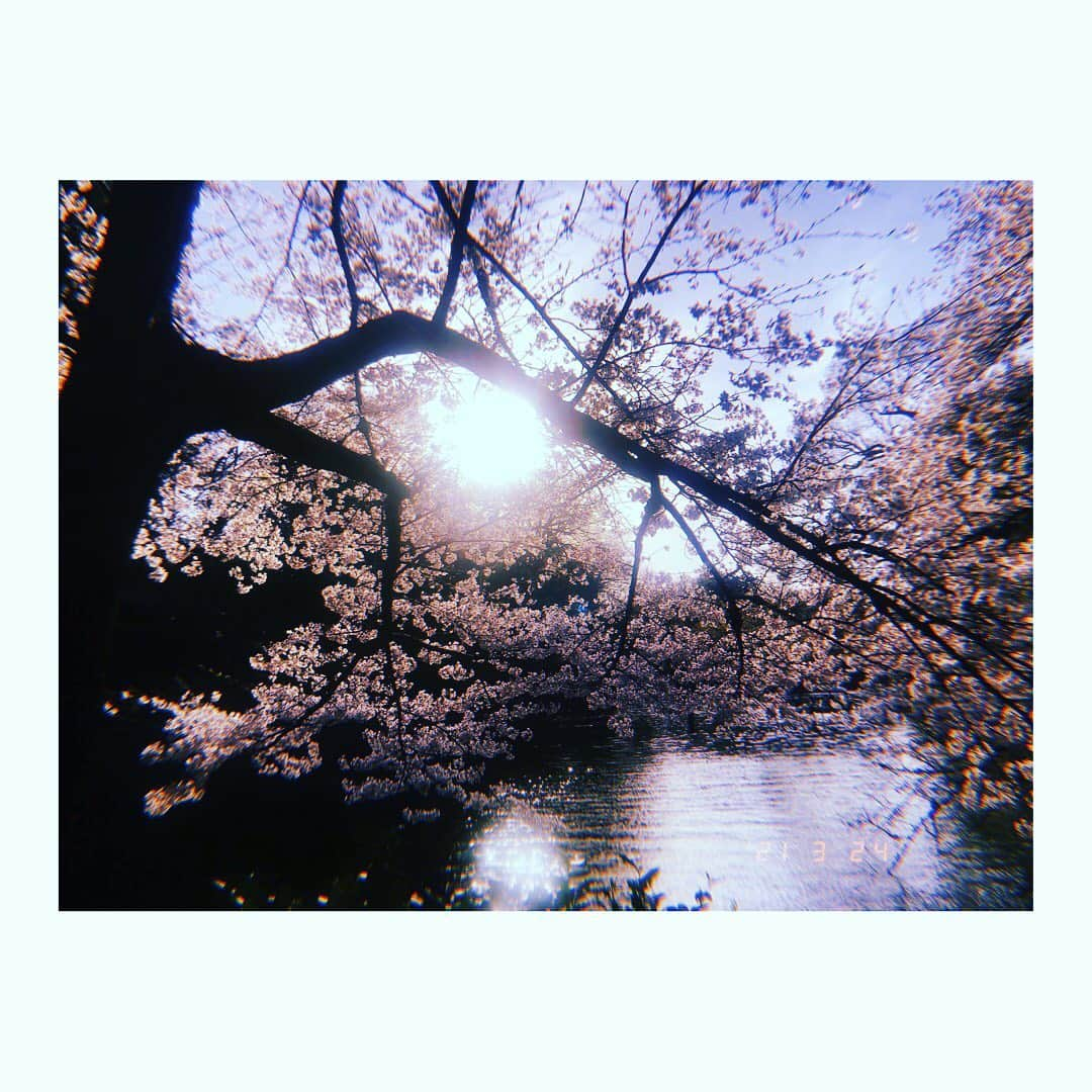 青山京平のインスタグラム：「・ 写真撮る旅に出ようかな。 #桜」