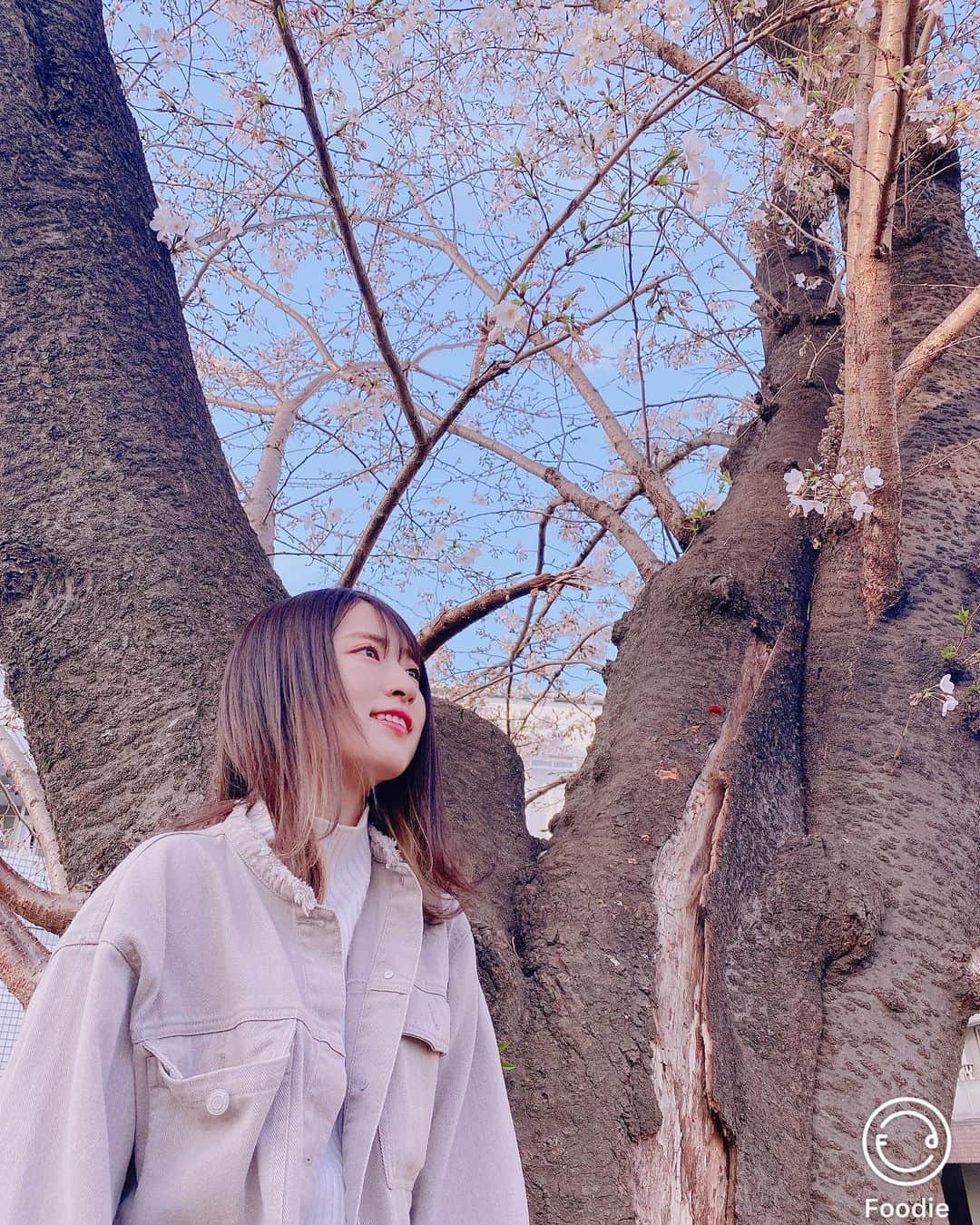 にこのインスタグラム：「花粉症だけど桜とツーショ撮ってあげた  foodieのPL2のフィルターは 桜が盛れることがわかりました 一気に春っぽさが出て彼氏できそう  #フーディーカメラ#桜フーディー」