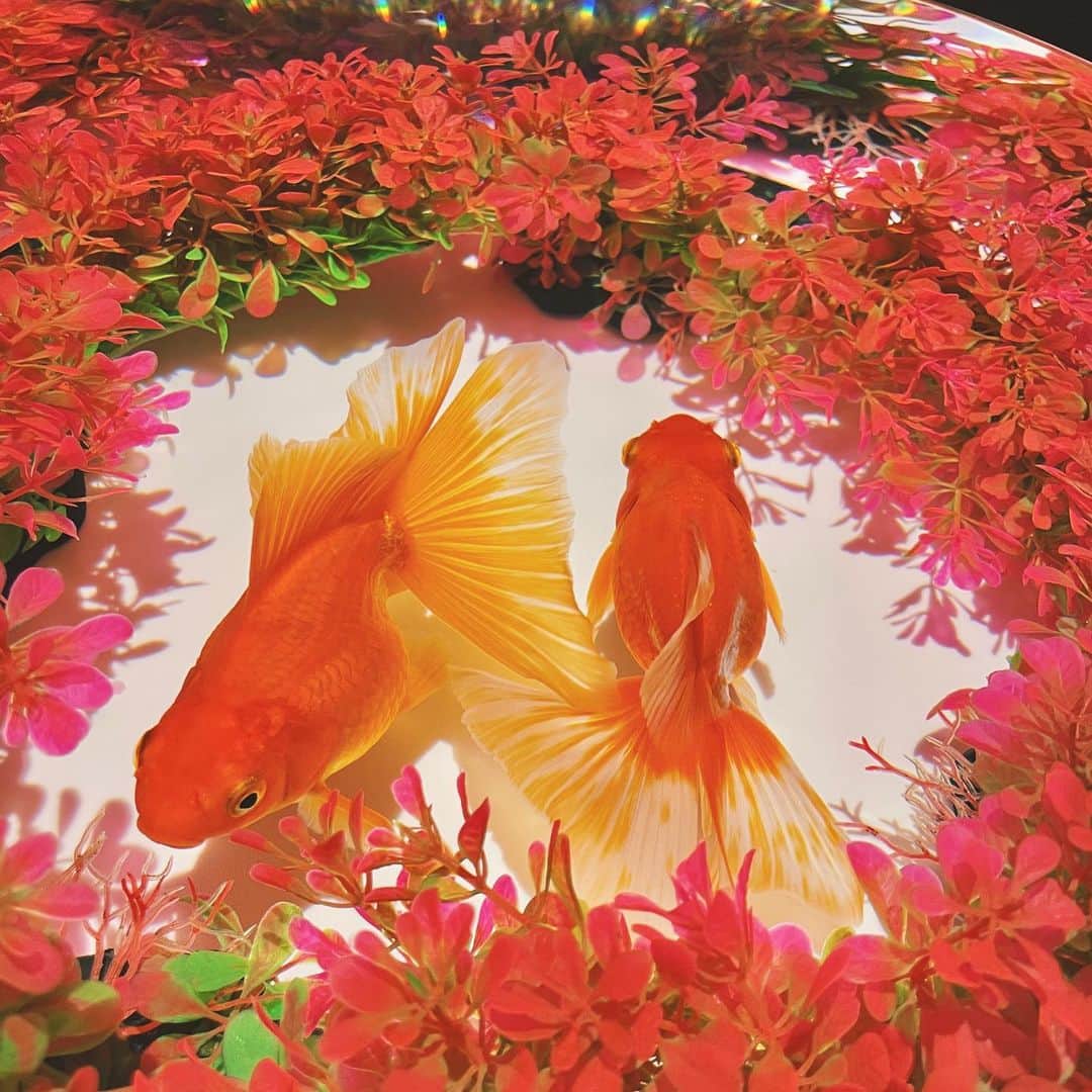 きりたんぽさんのインスタグラム写真 - (きりたんぽInstagram)「ずっと行ってみたかった アートアクアリウム美術館🥺    今だけ会場が桜色になってるの 可愛い❤ピンク大好き🥰  桜の形してる作品とか 桜の名前の金魚もいたよ🌸  フォトコンテストも 開催中らしい📸✨  会場近くにあるアートアクアリウムの スイーツショップMuseum Sweets Store 縁日の 金魚の形してる金魚焼！美味しかったの✌🏻  撮影時のみマスク外しました😷  #アートアクアリウムでお花見  #アートアクアリウム美術館 #アートアクアリウム  #アートアクアリウムフォトコン #mss縁日  @artaquarium_official  @ennichi_artaquarium」3月25日 19時09分 - kiritampopopo