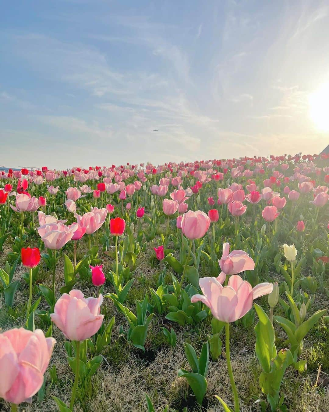 鈴木茉由さんのインスタグラム写真 - (鈴木茉由Instagram)「チューリップと桜きれいだった🌷 お台場のガンダムの近くです🎡😏 . #チューリップ #桜 #お台場 #シンボルプロムナード公園」3月25日 19時58分 - mayu__09