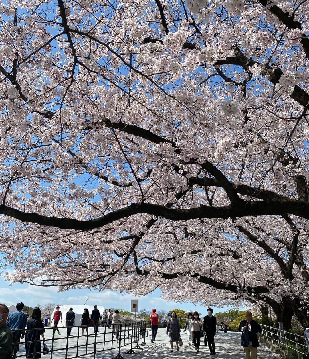 谷桃子さんのインスタグラム写真 - (谷桃子Instagram)「コモモちゃんに桜を見せたくて、出産後、初めて2人でお散歩に✨🌸 桜満開✨風で桜の花びらが舞う姿も本当にきれいだったな♡♡  また一つ、ステキな思い出が出来ました☺️✨🌸有難う♡♡  #sakura  #満開 #お散歩 #baby #コモモちゃん成長日記  #生後2ヶ月女の子」3月25日 23時47分 - momoko5999
