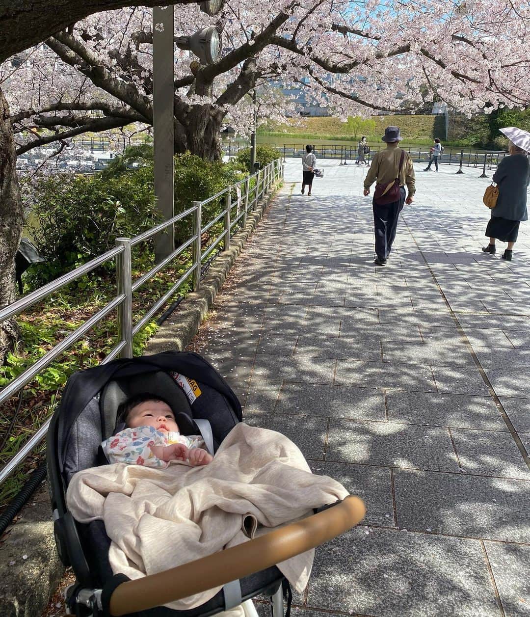 谷桃子のインスタグラム：「コモモちゃんに桜を見せたくて、出産後、初めて2人でお散歩に✨🌸 桜満開✨風で桜の花びらが舞う姿も本当にきれいだったな♡♡  また一つ、ステキな思い出が出来ました☺️✨🌸有難う♡♡  #sakura  #満開 #お散歩 #baby #コモモちゃん成長日記  #生後2ヶ月女の子」
