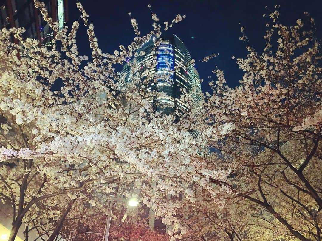 澤田友美のインスタグラム：「. ね、雪みたいに綺麗。🌸✨ . . #cherryblossom #sakura #桜 #桜坂 #roppongi」