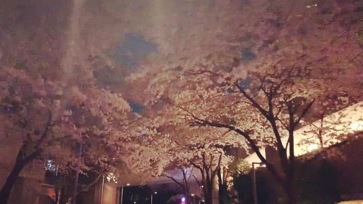 澤田友美のインスタグラム：「. 大好きな散歩道🌸✨ .」