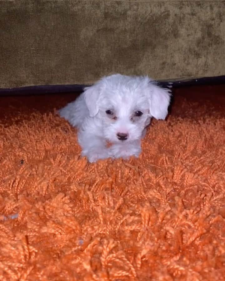 Addison Moffettのインスタグラム：「Happy 1st Birthday to my sweet boy @donthaveafitz sorry I thought you were a girl for a week」