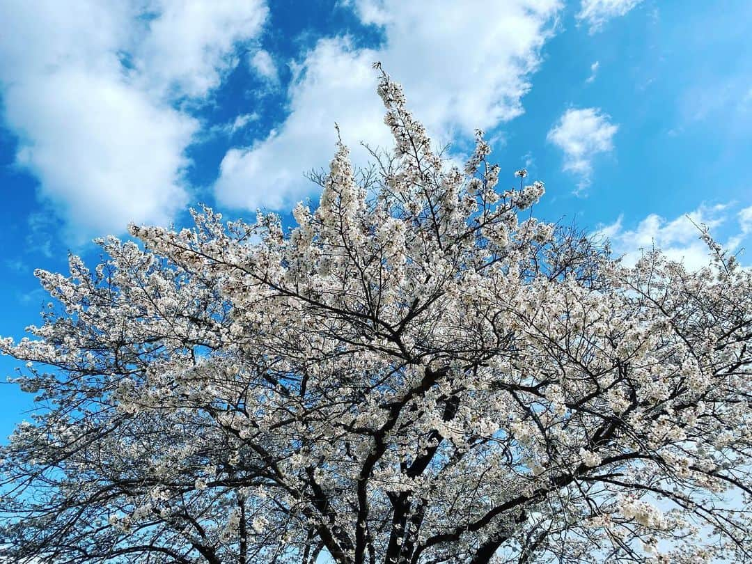 比嘉愛未さんのインスタグラム写真 - (比嘉愛未Instagram)「清々しく咲く桜 今年も見られた事に感謝🌸」3月26日 17時10分 - higa_manami