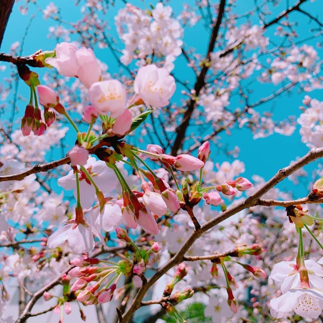 真琴さんのインスタグラム写真 - (真琴Instagram)「#🌸#さくら#桜#櫻#sakura#cherryblossom#女子プロレスラー」3月26日 17時02分 - makochan926