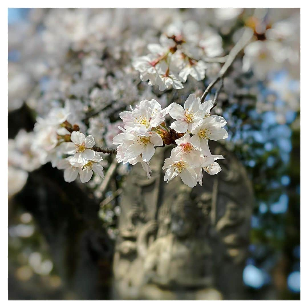 さだまさしさんのインスタグラム写真 - (さだまさしInstagram)「百観音明治寺の桜🌸 穏やかな一日🙏 「そうだ❣️百観音へ行こう❣️」 の動画はＭass@Ｍaniaのミタが、、、👀🌸 . #百観音明治寺 #桜 #さだまさし #sadamasashi #まっさマニア #まっさマニアミタ」3月26日 15時41分 - sada_masashi