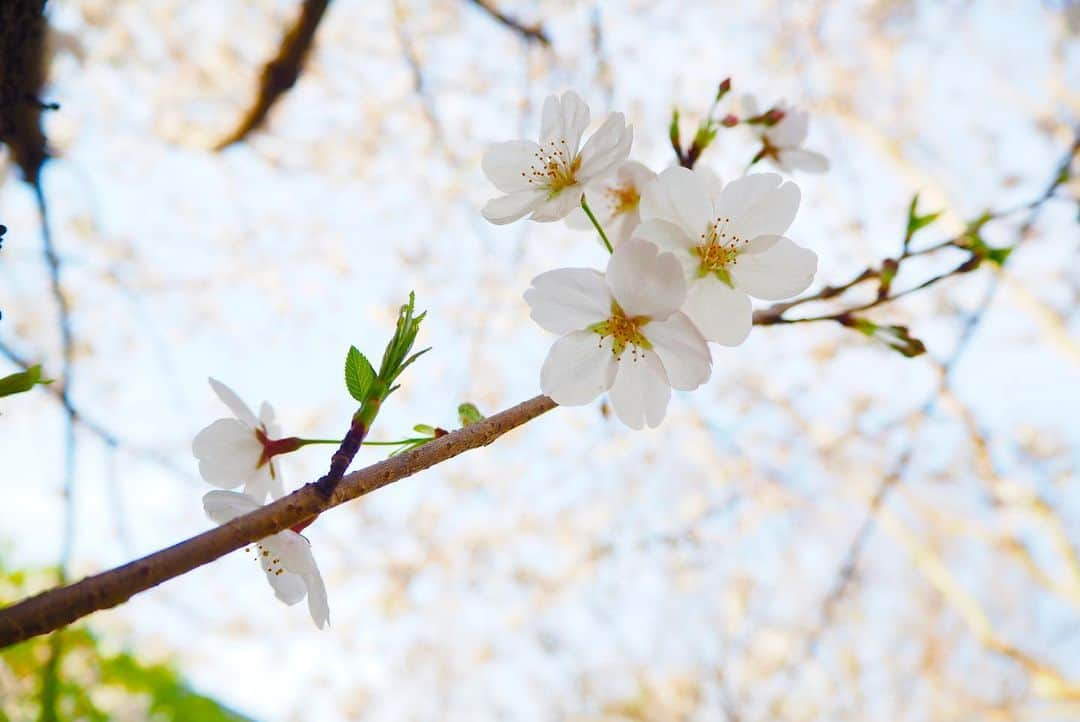 檜山沙耶さんのインスタグラム写真 - (檜山沙耶Instagram)「桜が見頃を迎えている地域も増えてきましたね！ みなさんの地域はいかがですか？ 素敵な春をお過ごしください🌸  #桜 #春 #cherryblossom  #spring」3月26日 15時53分 - sayahiyama