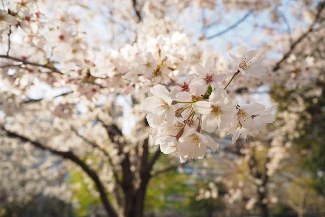 檜山沙耶さんのインスタグラム写真 - (檜山沙耶Instagram)「桜が見頃を迎えている地域も増えてきましたね！ みなさんの地域はいかがですか？ 素敵な春をお過ごしください🌸  #桜 #春 #cherryblossom  #spring」3月26日 15時53分 - sayahiyama