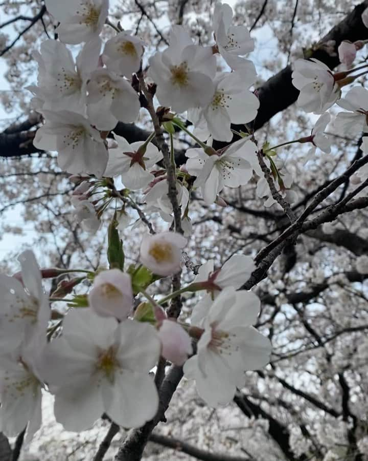 RIKACOさんのインスタグラム写真 - (RIKACOInstagram)「. 桜。春。ワンコも気持ちいいんだろうね😊🌸 #満開の桜  #今年は少し早くて #なんだか拍子抜け #rikaco_fashion  #🌸」3月26日 16時13分 - rikaco_official