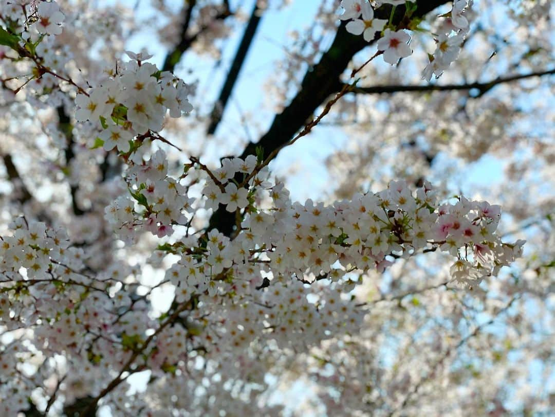 石橋遼大（四千頭身）さんのインスタグラム写真 - (石橋遼大（四千頭身）Instagram)「扇子4 桜の季節という事で桜の扇子を えらい光ってますわ ・ #洒落扇子 #黒桜 #この扇子はめちゃくちゃ硬い #撮影場所冷蔵庫上 #2枚目3枚目は #地元の桜並木 #散歩しながら花見 #にしてもiPhoneのカメラ凄っ」3月26日 16時43分 - 4000ishibashi