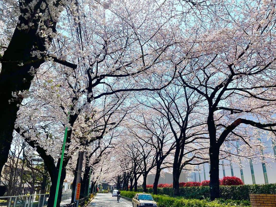 石橋遼大（四千頭身）さんのインスタグラム写真 - (石橋遼大（四千頭身）Instagram)「扇子4 桜の季節という事で桜の扇子を えらい光ってますわ ・ #洒落扇子 #黒桜 #この扇子はめちゃくちゃ硬い #撮影場所冷蔵庫上 #2枚目3枚目は #地元の桜並木 #散歩しながら花見 #にしてもiPhoneのカメラ凄っ」3月26日 16時43分 - 4000ishibashi