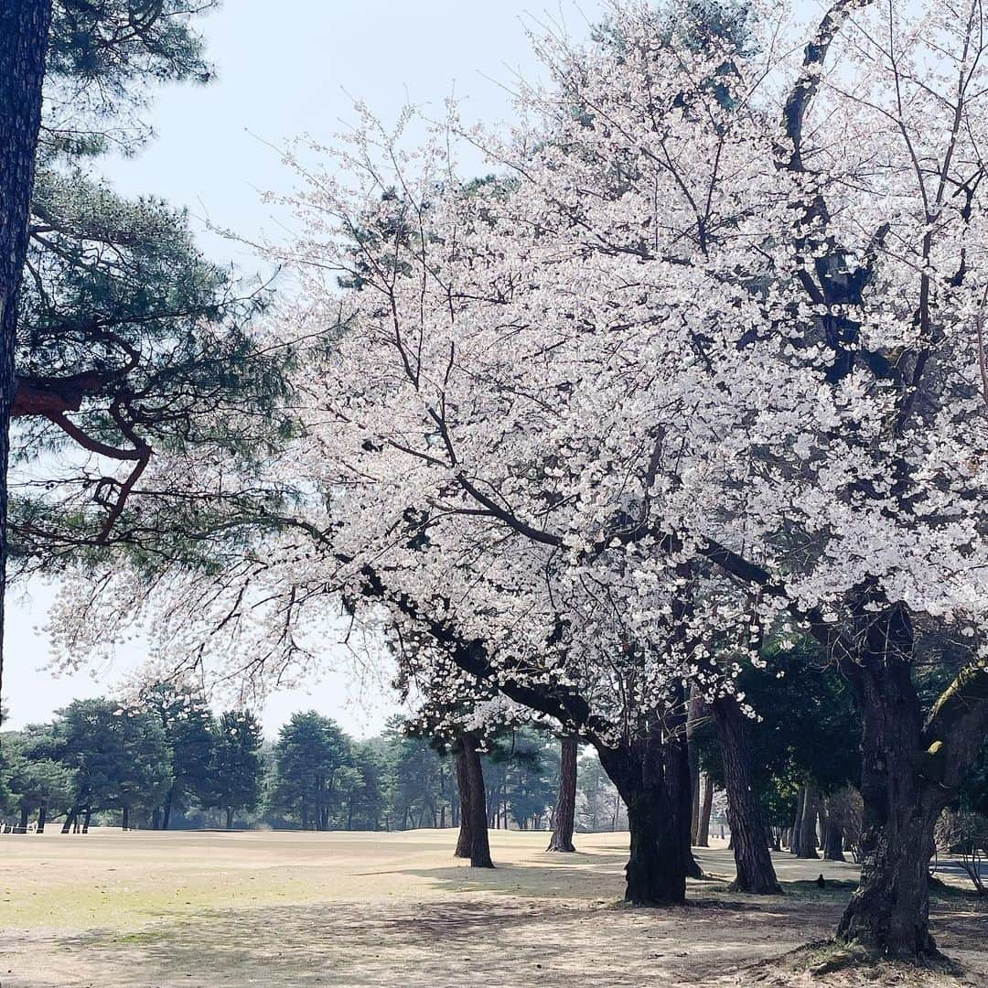 葉月里緒奈さんのインスタグラム写真 - (葉月里緒奈Instagram)「父と一緒にプレーするのは初めて。 85才、まだまだ飛ばします！ #ゴルフ#ゴルフ日和#霞ヶ関カンツリー倶楽部 #父は週3プレーヤー#私よりも元気#桜満開#美しいゴルフ場 #また連れてってね #rionahazuki」3月26日 16時56分 - riona_hazuki