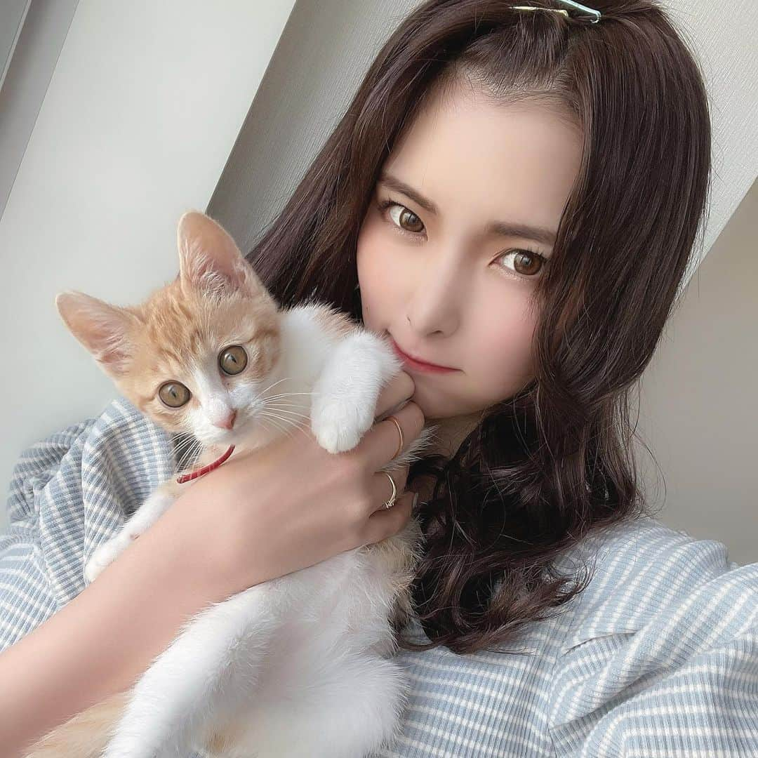 ききまるさんのインスタグラム写真 - (ききまるInstagram)「今日はお仕事👏🏻 おにゃーこてぃんはお留守番 . . . 🐈🐈🐈🐈🐈🐈🐈 . 2021.01.01、縁起のいい日に生まれたのいい女の子です🚺❤️ 毎日投稿してるので是非フォローしていただいて成長を見守っていただければと思います🤲🏻　@chachagram_01  . 🐈🐈🐈🐈🐈🐈🐈 . #茶トラ女子部 #子猫のいる生活　#子猫里親 #子猫のいる生活 #子猫成長記録 #子猫部 #子猫育て #保護猫 #保護猫と暮らす #保護猫を家族に #保護猫出身 #保護猫から家族 #茶トラ #茶トラ猫 #茶トラ白 #茶トラ女子 #茶トラ　#にゃんこ　#にゃんこ部 #にゃんこlove #にゃんこすたぐらむ　#猫の日 #猫のいる暮らし #猫好きさんと繋がりたい #kitty #kittys #cats #catlover」3月26日 16時59分 - kikigram_97