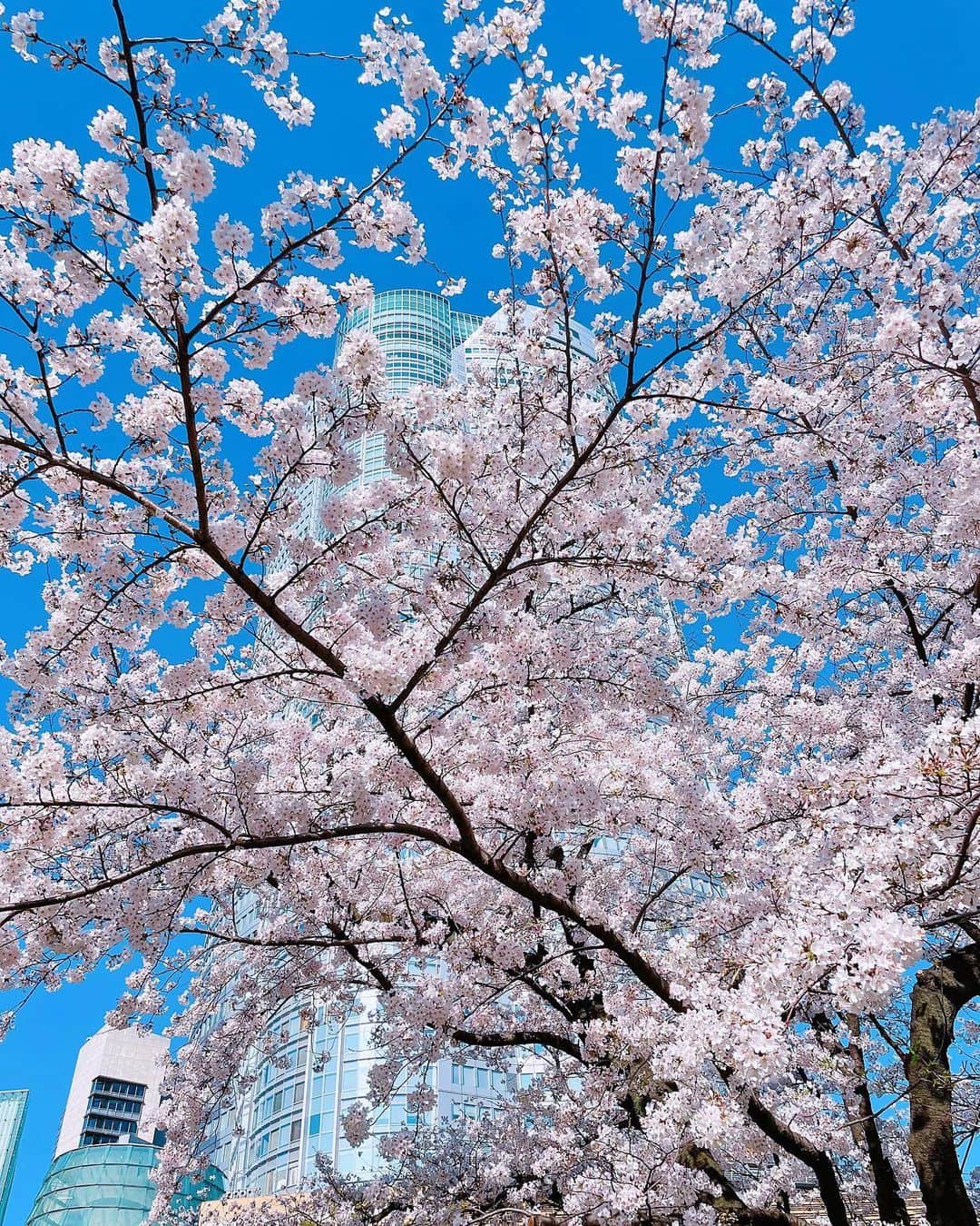 色紙千尋さんのインスタグラム写真 - (色紙千尋Instagram)「夜勤明け外にでると、満開の桜が青空に映えてとっても綺麗でした！🌸今日のCELFORDの白異素材パワショルカーデ可愛かったです🤍ニットカーデほしいな✊今日も一日頑張りましょうね😆#abematv #アベマ」3月26日 8時43分 - shikishi_chihiro