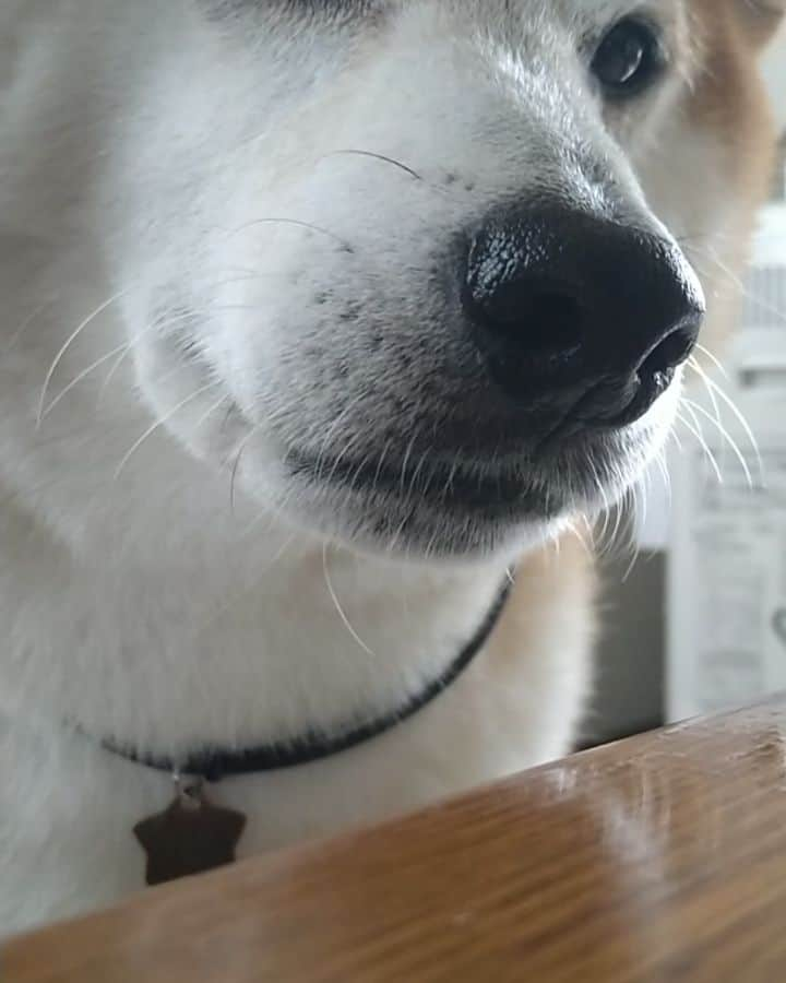 柴犬⭐️サスケのインスタグラム