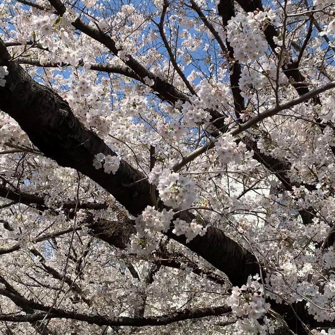 原史奈さんのインスタグラム写真 - (原史奈Instagram)「ちょっと用事があって中目黒まで行ったのでついでに目黒川の桜でお花見🌸 日の当たるところは満開に近く咲いていて綺麗だった😆 お気に入りの @camper_japan のスニーカーは 歩きやすくて可愛い💕 #桜 #お花見 #目黒川 #camper #スニーカー #歩きやすい #可愛い ﻿﻿﻿﻿﻿﻿﻿﻿#原史奈 #ゴルフ #ゴルフレッスン #ゴルフ女子#ゴルフ大好き #golf #ゴルフウエア #ゴルフコーデ #ゴルフグッズ #ゴルフ動画 #ping #ピン #ping女子 #gle2 #g410 #even #archivio #アルチビオ #cuartounited #instagolf」3月26日 9時11分 - fuminahara