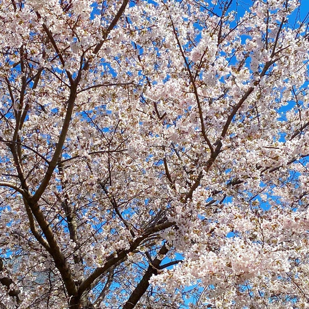 マキ・コニクソンさんのインスタグラム写真 - (マキ・コニクソンInstagram)「桜が満開で綺麗だねぇ。🌸 やっぱり春って好き！❤️❤️  喜びの春 お別れの春 出会いの春 出発の春 ワクワクする春  春ってまだまだ たくさんの意味があるけど 心地良い風が吹いて心を ワクワクさせてくれる季節。  自主隔離とかなかなか難関があったけど やっと来れた日本。帰国まで色々なサクラちゃま🌸を撮っていきたいな。 この季節に日本にいられて幸せ。😊 日本人で良かったって思う瞬間。🇯🇵  今日も花粉症&あやつに負けず 楽しい一日を過ごそうね！ 密を避ける！マスクをする！手洗い！ やっぱりこの三原則は変わらないね！  ハワイに戻るまで アロハッピー！😄🤙🏼 で楽しく過ごします！💕💕  #エアサクラ🌸 #大好きな春 #サクラちゃま待っててくれて有難う！🙏🏻」3月26日 10時09分 - makikonikson