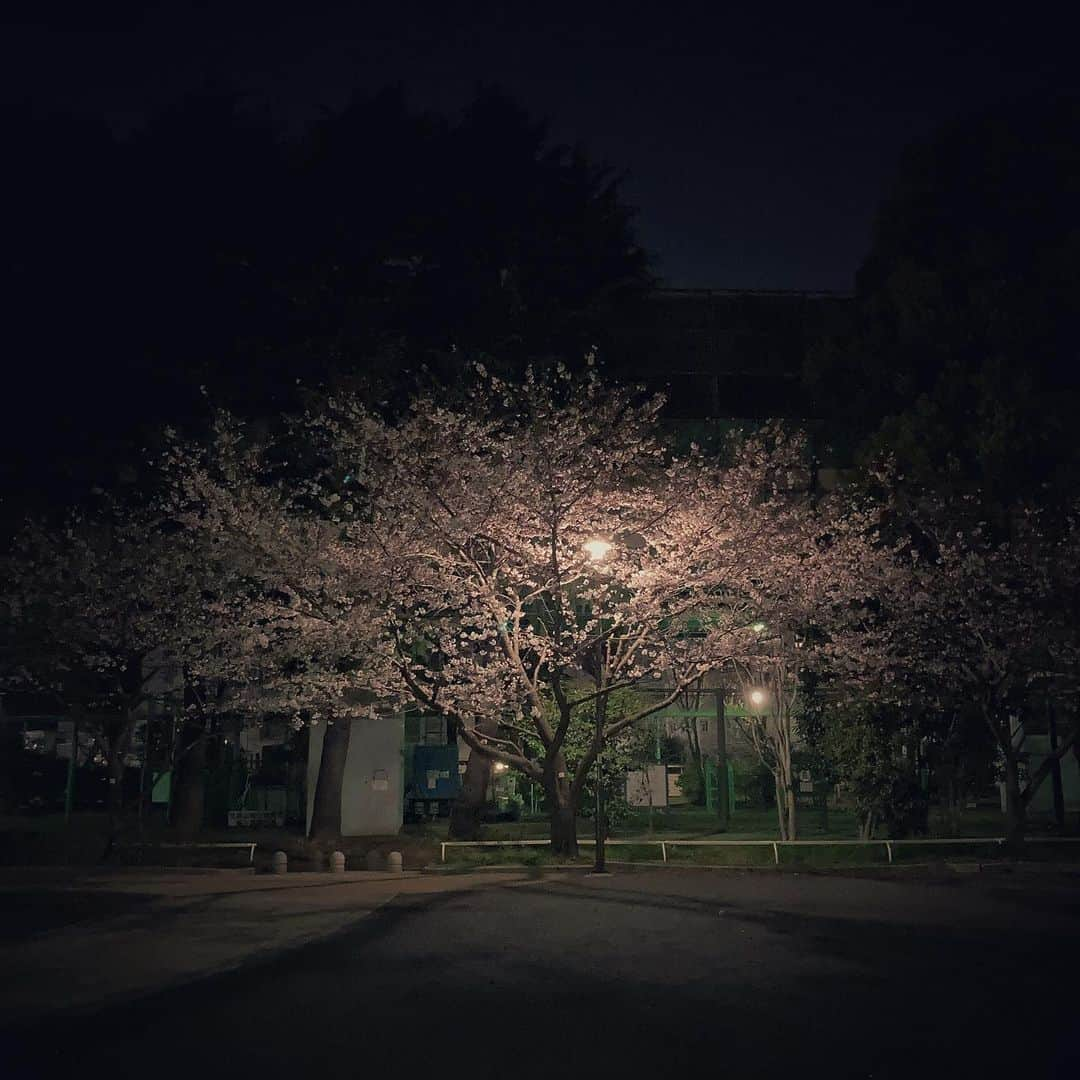 井俣太良さんのインスタグラム写真 - (井俣太良Instagram)「【 独 桜 】  時間をかけて生きて、 独りで咲いて そのまま散るのは、 君にとっても寂しかろうよ  またみんなが君の元に集まって 想いを通わせる事が 出来るようになったら、 逢いに行くわ🌸　  来年だろうが再来年だろうが　 間違いなく君の元に集まるよ 約束する👍 good luck⭐️  #桜　#満開　#花見　#薄桜鬼　#真改」3月26日 12時42分 - tairaimata