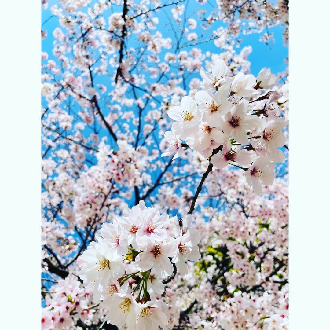 森下suuさんのインスタグラム写真 - (森下suuInstagram)「#桜 #cherryblossom #kirschblüten」3月26日 14時21分 - morishita.suu