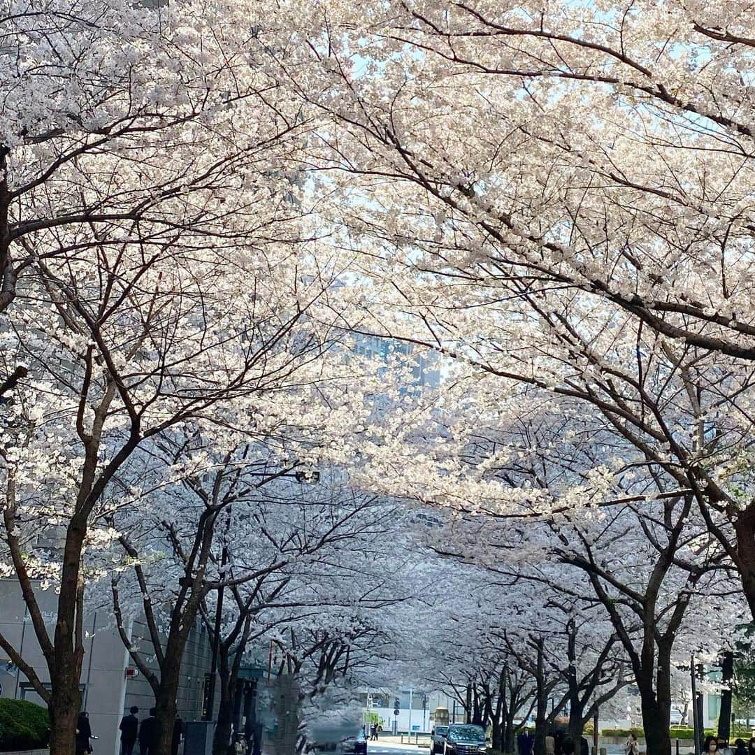 マキ・コニクソンさんのインスタグラム写真 - (マキ・コニクソンInstagram)「今日は3/24-4/6まで日本橋三越本館一階のプロモーション スペースでMalie Organicsのポップアップが始まったので覗いて来ました！👀  デパートの入り口からハワイの香がして すっごく幸せな気分になりました！🌺 そしてお気に入りのピカケローズをゲット しました！👍🏼  デパートの周りに咲いてる桜が と〜っても綺麗だったよぉ！🌸🌸 桜のアーチをしっかりカシャリして 来ました！📸  これから今私がハマってるお店に行って ランチして来ます！👍🏼  #エアサクラ🌸 #日本橋三越本店って老舗感ある！ #malieorganics」3月26日 14時54分 - makikonikson