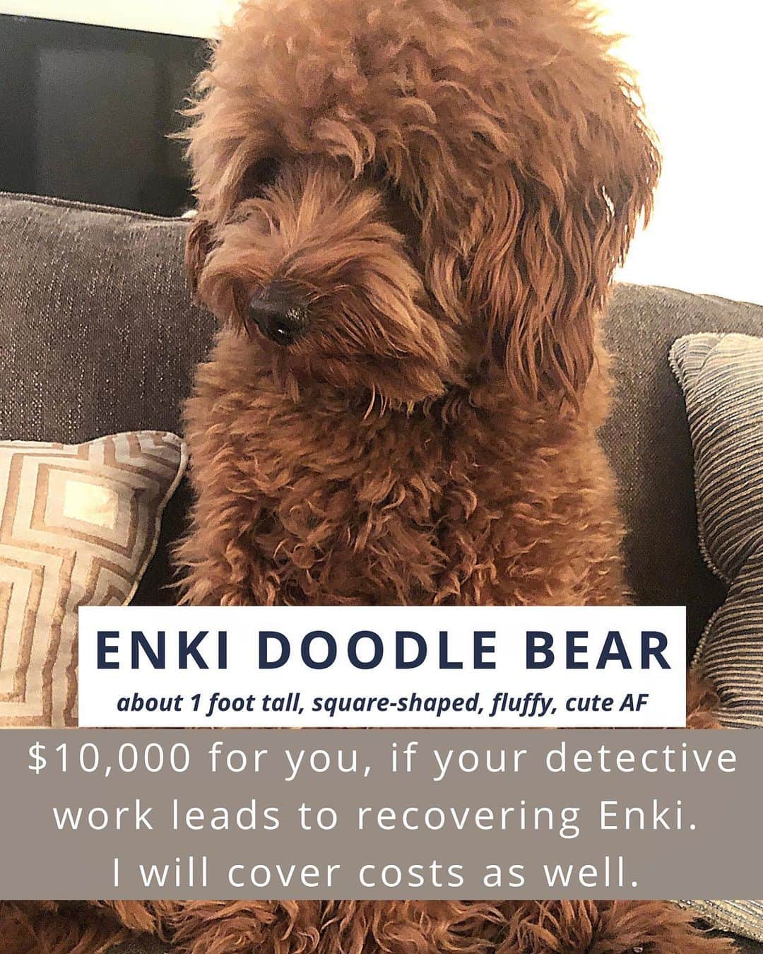 GODDESS OF LOVEのインスタグラム：「$10k for your tips and detective work as long as it leads to @enki.doodle.bear’s recovery! #missingdog #miamibeach #miami #lostdog #stolendog #abducted #cuteaf」