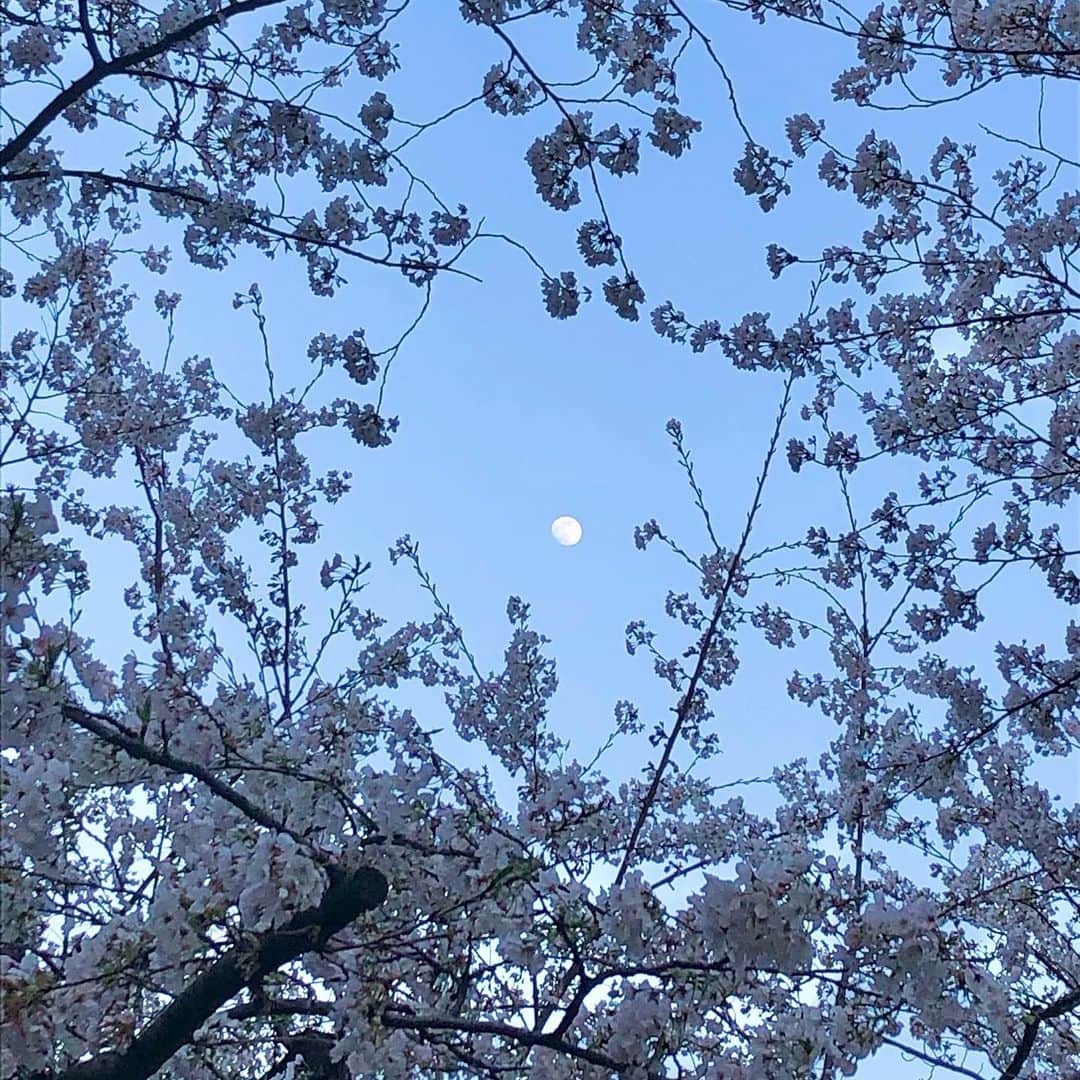 馬場典子さんのインスタグラム写真 - (馬場典子Instagram)「満開の桜🌸とお月さま🌝」3月26日 17時33分 - baba_channel