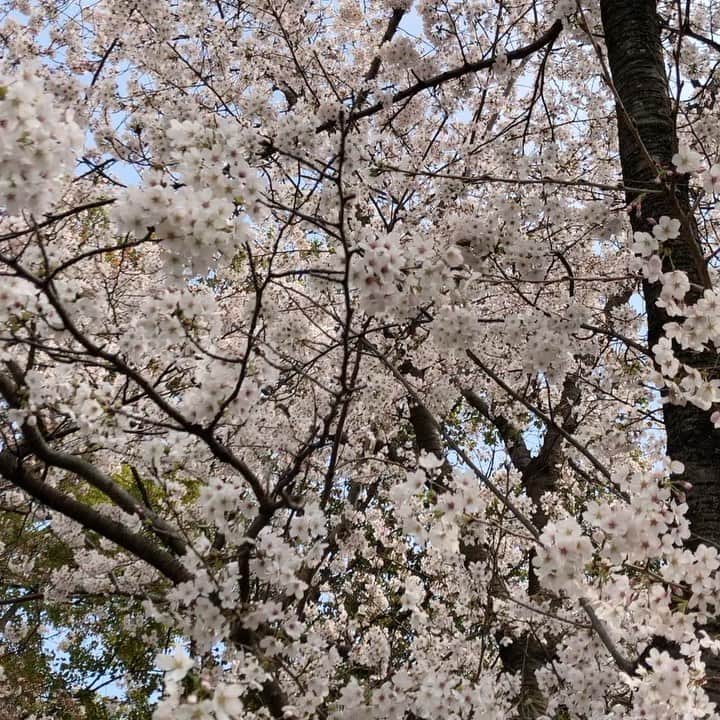 吉家章人のインスタグラム：「今日と明日が見頃。 #桜」