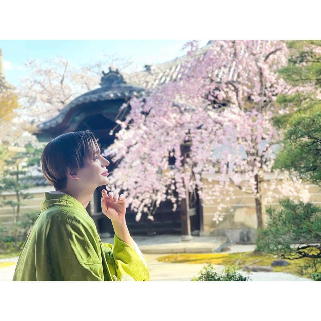 Matt（マット）さんのインスタグラム写真 - (Matt（マット）Instagram)「・ 京都で着物の撮影🤍 抹茶色のお着物可愛かった🥺💕 皆様に桜をお裾分け🌸✨✨✨ 満開でした🎀 静かな時間が流れていて とっても心が安らぎました♥️」3月26日 18時03分 - mattkuwata_official2018